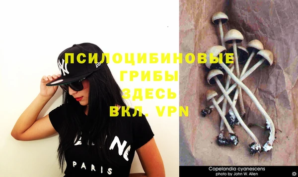прущие грибы Балахна